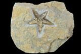 Ordovician Starfish (Petraster?) Fossil - Morocco #100496-1